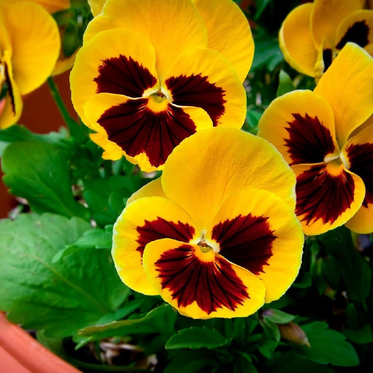 Maceška Zlatožlutá Firnengold - Viola wittrockiana - semena - 200 ks