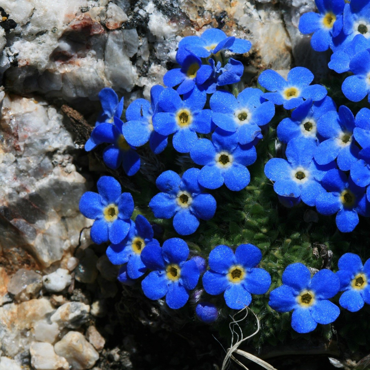 Pomněnka alpská temně modrá - Myosotis alpestris - semena pomněnky - 130 ks
