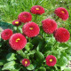 Sedmikráska pomponková červená - Bellis perennis - semena sedmikrásky - 0,1 g