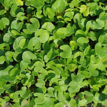 Stříbrný déšť - Dichondra repens - semena stříbrného deště - 8 ks