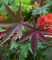 Skočec obecný červený Karmen - Ricinus communis gibsoni - semena skočce - 3 ks