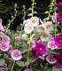 Topolovka Simplex směs - Alcea rosea - semena topolovky - 12 ks