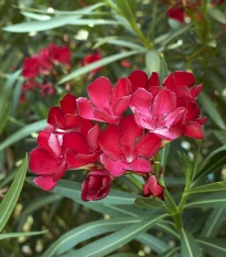 Oleandr - Nerium - semena oleandru - 10 ks