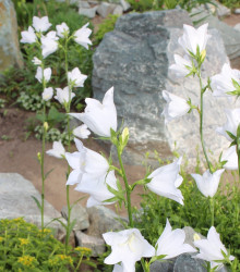 Zvonek broskvolistý bílý - Campanula persicifolia alba - semena - 0,02 g