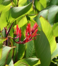 Kana indická - Canna indica - semena kany - 6 ks