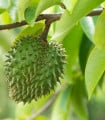 Anona ostnitá - Graviola - Annona muricata - semena anony - 4 ks