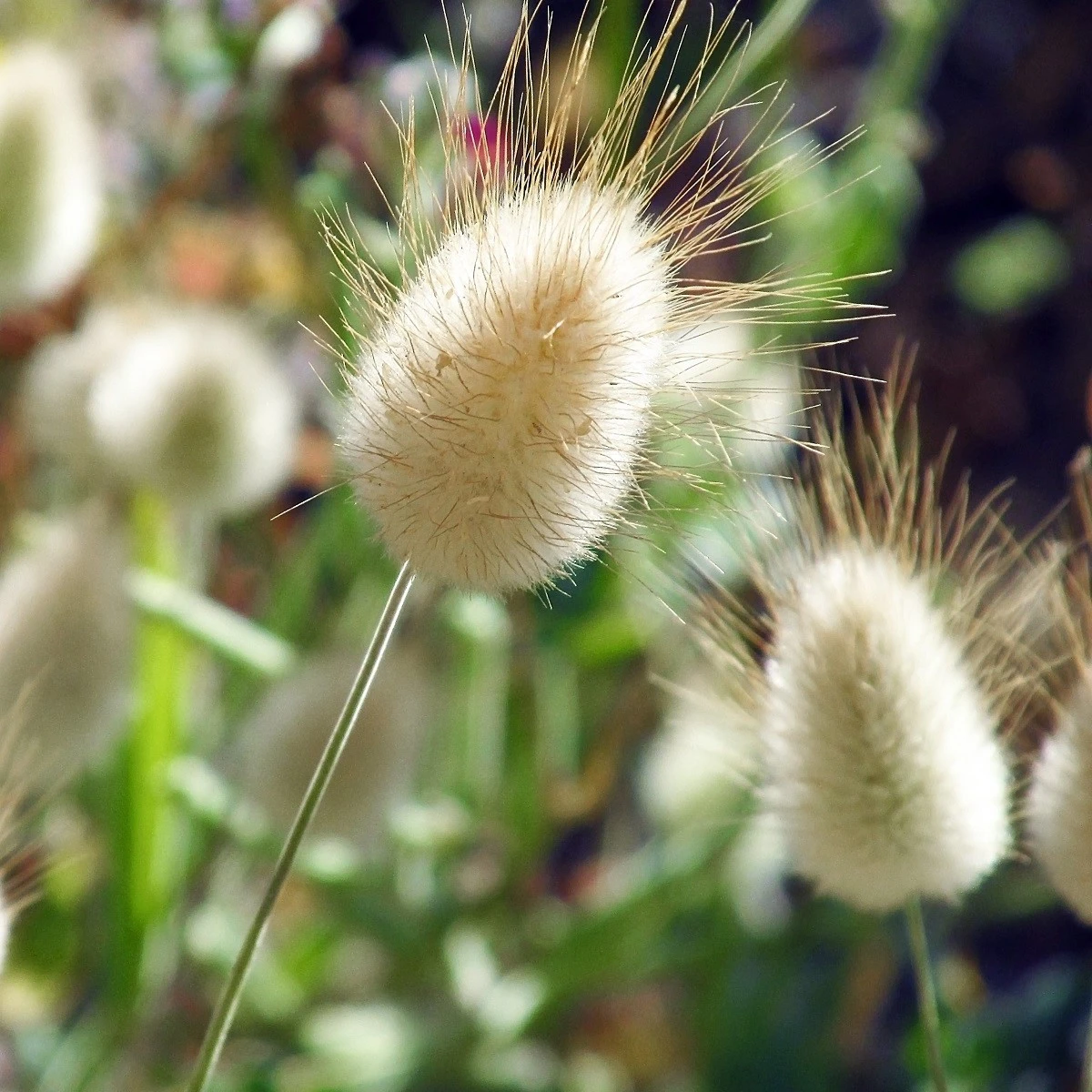 Zaječí ocásek - Lagurus ovatus - semena zaječího ocásku - 20 ks