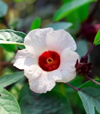 Ibišek súdánský - Hibiscus sabdariffa - semena ibišku - 8 ks