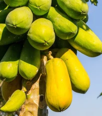 Papája melounová - Carica papaya - semena papáji - 4 ks