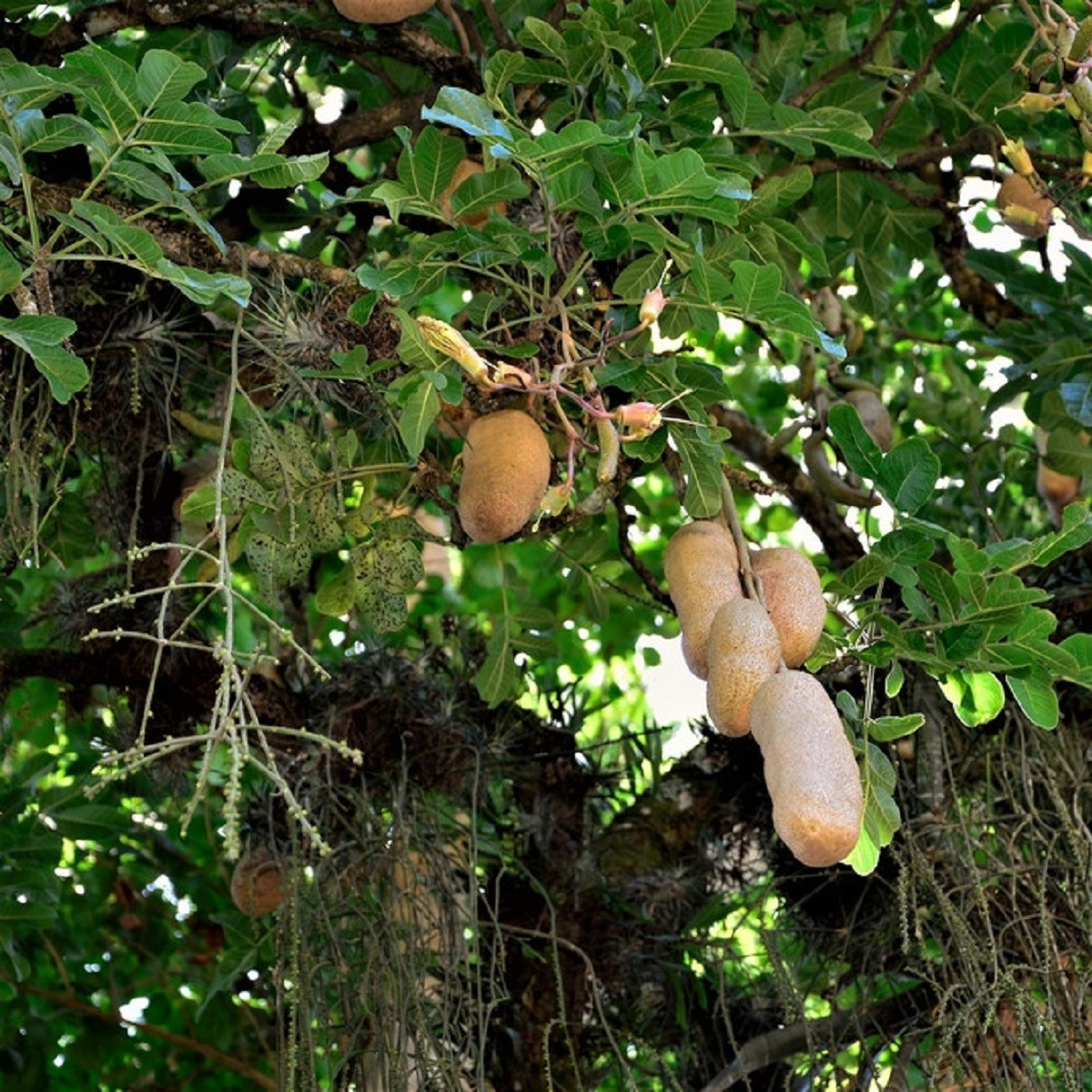 Salámový strom - Kigelia africana - semena salámového stromu - 4 ks