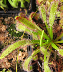 Rosnatka kapská obrovská - Drosera capensis giant - semena rosnatky - 15 ks