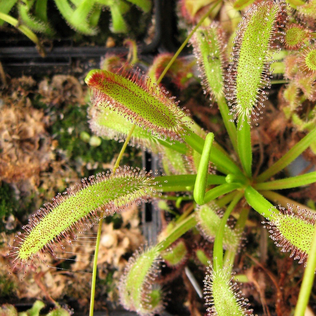 Rosnatka kapská obrovská - Drosera capensis giant - semena rosnatky - 15 ks