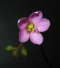 Rosnatka nidiformis - Drosera nidiformis - semena - 15 ks