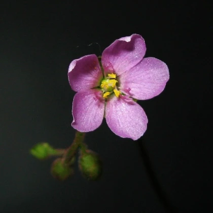 Rosnatka nidiformis - Drosera nidiformis - semena - 15 ks