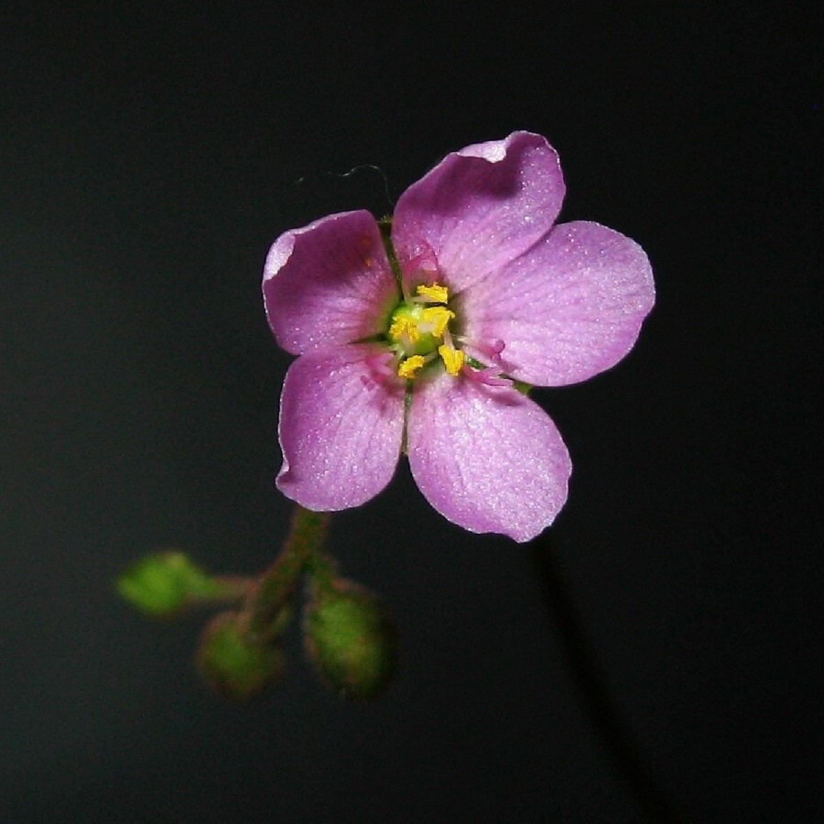 Rosnatka nidiformis - Drosera nidiformis - semena - 15 ks