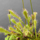 Rosnatka nidiformis - Drosera nidiformis - semena - 15 ks