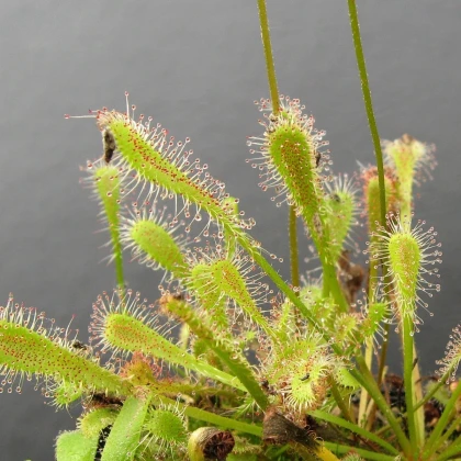 Rosnatka nidiformis - Drosera nidiformis - semena - 15 ks