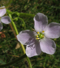 Rosnatka indická - Drosera indica - semena rosnatky - 15 ks