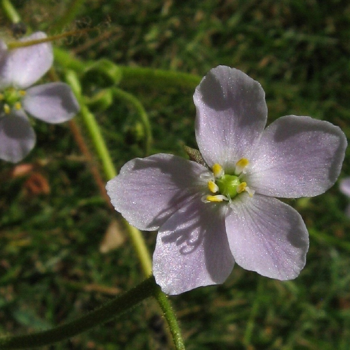 Rosnatka indická - Drosera indica - semena rosnatky - 15 ks