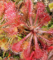 Rosnatka spathulata - Drosera spathulata - semena - 15 ks