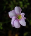 Rosnatka venusta - Drosera venusta - semena - 15 ks