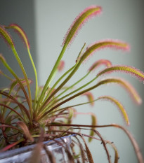 Rosnatka kapská Triffid Rose - Drosera capensis - semena rosnatky - 15 ks