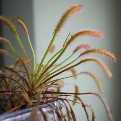 Rosnatka kapská Triffid Rose - Drosera capensis - semena rosnatky - 15 ks
