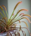 Rosnatka kapská Triffid Rose - Drosera capensis - semena rosnatky - 15 ks