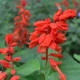 Šalvěj zářivá Johannisfeuer - Salvia splendens - semena šalvěje - 15 ks