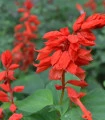 Šalvěj zářivá Johannisfeuer - Salvia splendens - semena šalvěje - 15 ks
