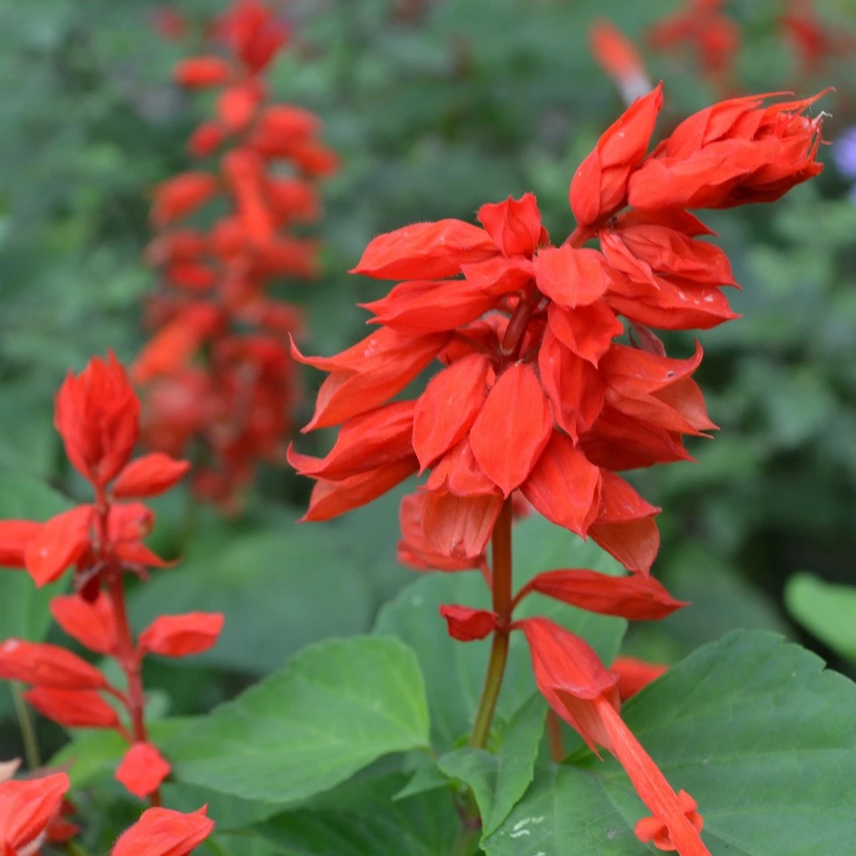 Šalvěj zářivá Johannisfeuer - Salvia splendens - semena šalvěje - 15 ks