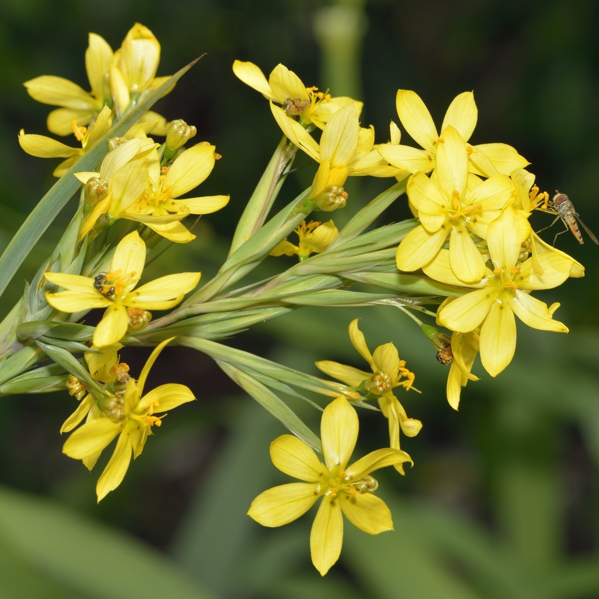 Badil žlutý - Sisyrinchium californicum - semena badilu - 10 ks