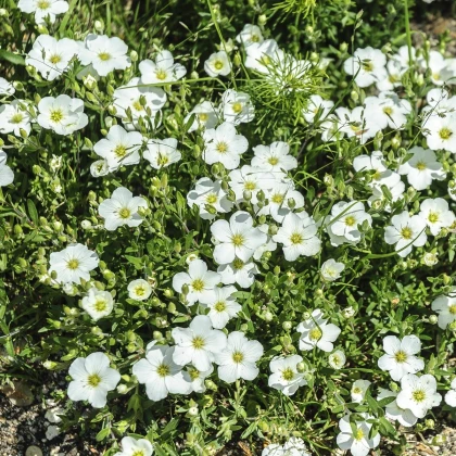 Písečnice horská Blizzard Compact - Arenaria montana - semena písečnice - 20 ks