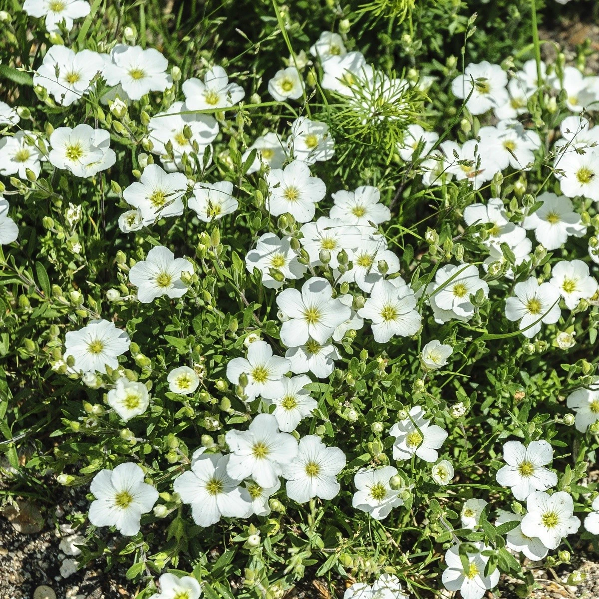 Písečnice horská Blizzard Compact - Arenaria montana - semena písečnice - 20 ks