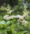 Tužebník jilmový - Filipendula ulmaria - semena tužebníku - 8 ks