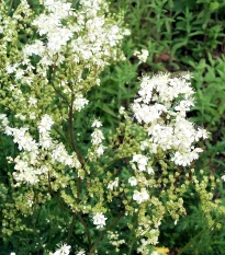 Tužebník obecný - Filipendula vulgaris - semena tužebníku - 0,3 g