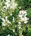 Tužebník obecný - Filipendula vulgaris - semena tužebníku - 0,3 g