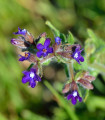 Pilát lékařský - Anchusa officinalis - semena pilátu - 10 ks