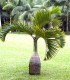 Palma lahvová - Hyophorbe lagenicaulis - semena palmy - 3 ks