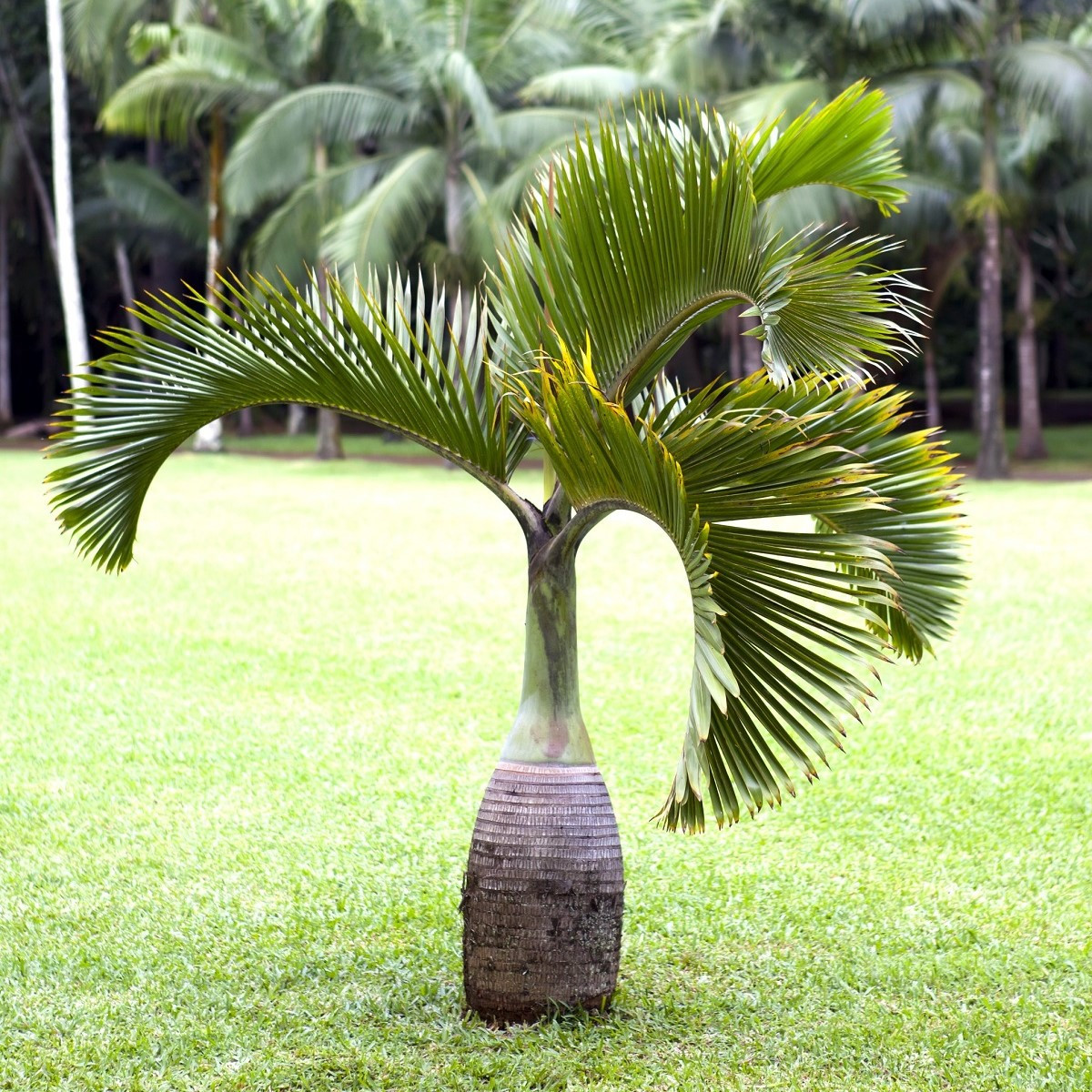 Palma lahvová - Hyophorbe lagenicaulis - semena - 3 ks