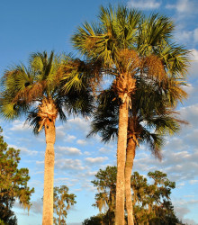Palma - Washingtonia robusta - semena - 3 ks