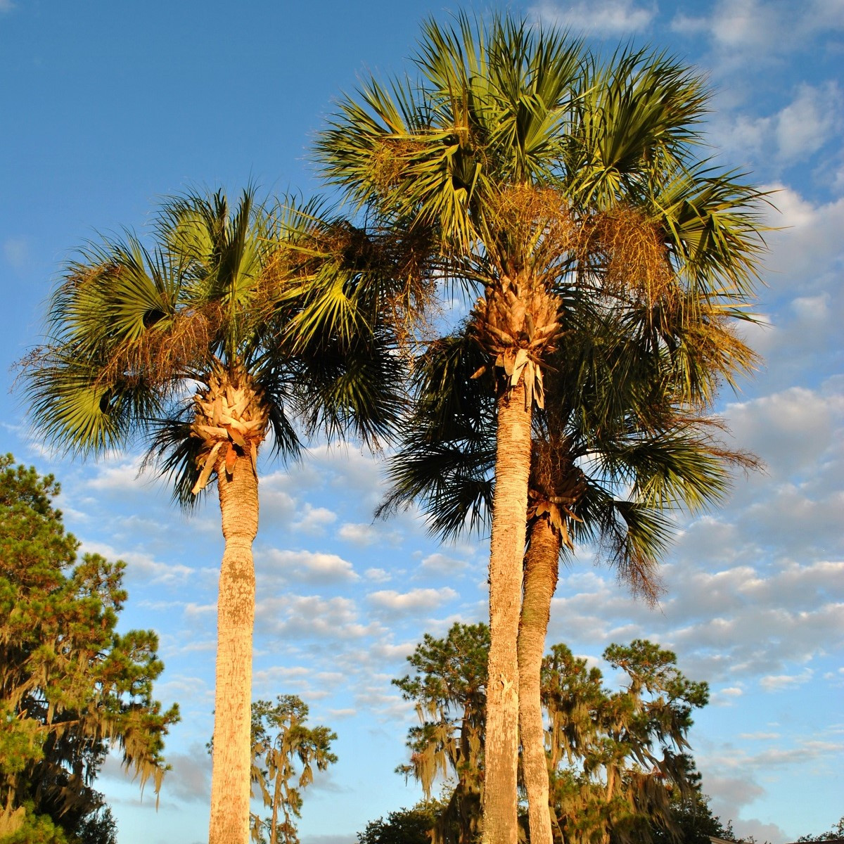 Palma - Washingtonia robusta - semena palmy - 3 ks