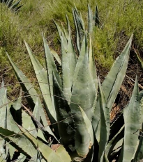 Agáve - Agave atrovirens - semena agáve - 10 ks