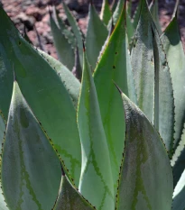 Agáve marmorata - Agave marmorata - semena agáve - 10 ks