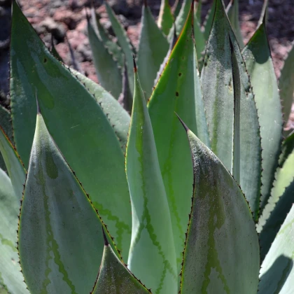 Agáve marmorata - Agave marmorata - semena agáve - 20 ks