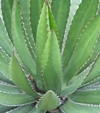 Agáve - Agave ghiesbreghtii - semena agáve - 10 ks