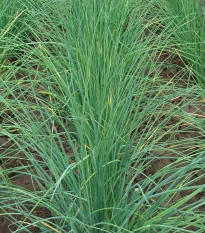 Pažitka Bohemia - Allium schoenoprasu - semena pažitky - 400 ks