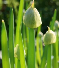 Cibule sečka Welsh - Allium fistulosum L. - semena cibule - 400 ks