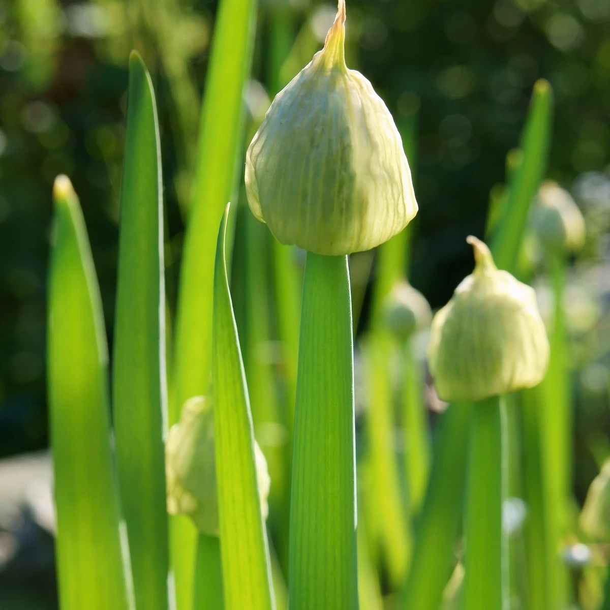 Cibule sečka Welsh - Allium fistulosum L. - semena cibule - 400 ks