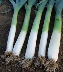 Pór pravý Golem - Allium porrum - semena póru - 200 ks